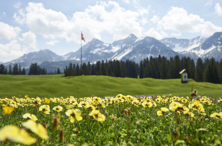 Golf Fruehlingsblumen 