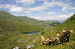 schwellisee mit kuehen arosa 