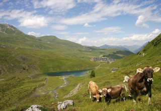 schwellisee mit kuehen arosa 